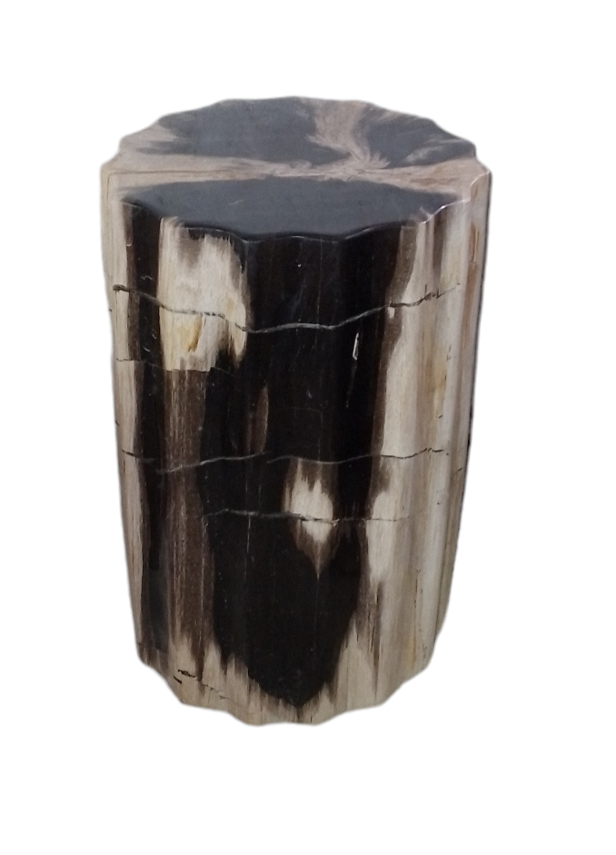 harga fosil kayu