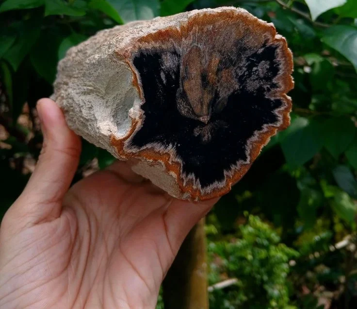 Fosil Kayu Ulin