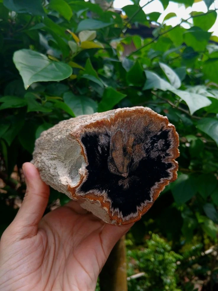 Fosil Kayu Ulin