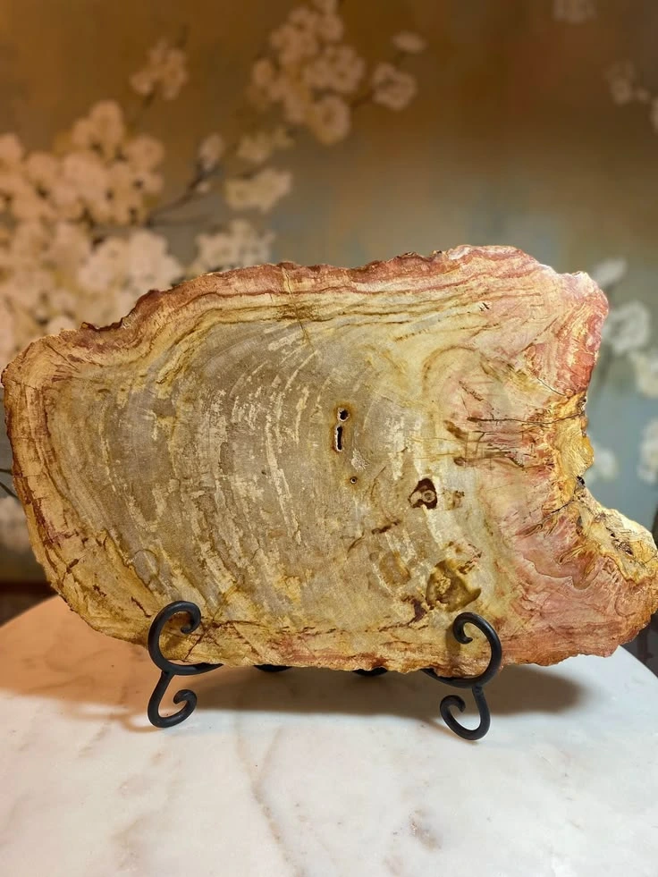 Fosil Kayu jati