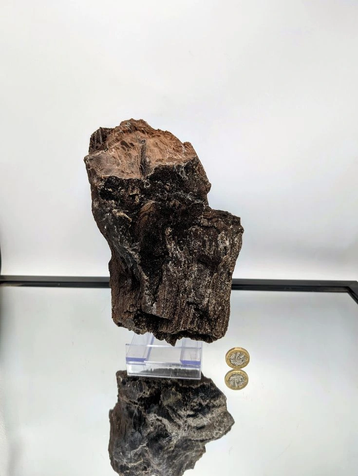 Jenis Petrified Wood,Jenis Kayu Fosil
